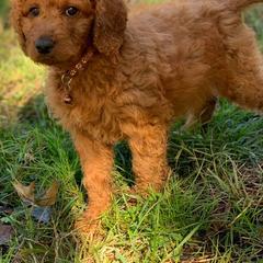 Irish Doodle Puppies from FitzPatricks Doodles