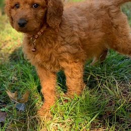 Irish Doodle Puppies from FitzPatricks Doodles