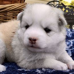 Pomsky and Siberian Husky Puppies from Cold Mountain Kennel
