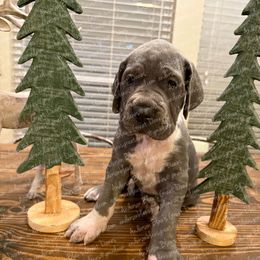 Stormy - Mantle female Great Dane puppy in Granbury, Texas from Anderson Blau’s Great Danes & French Bulldogs