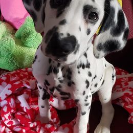 Dalmatians and Siberian Huskies from hnbhuskies