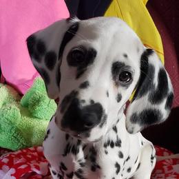 Dalmatians and Siberian Huskies from hnbhuskies