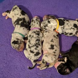 Australian Shepherd, Miniature Australian Shepherd, and Toy Australian Shepherd Puppies from Litton's Aussies