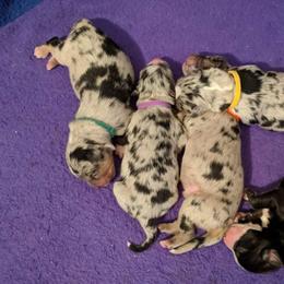 Australian Shepherd, Miniature Australian Shepherd, and Toy Australian Shepherd Puppies from Litton's Aussies