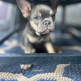 French Bulldog Puppies from Prestige French Bulldogs