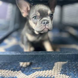 French Bulldog Puppies from Prestige French Bulldogs