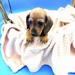 Ricky - Red male Dachshund puppy in Gavilan Hills, California from Bacchanal Kennel/Ranch