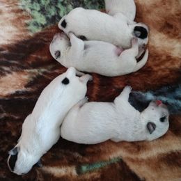 Australian Cattle Dog Puppies from Cindy McKinney's Australian Cattle Dogs