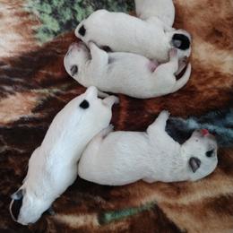 Australian Cattle Dog Puppies from Cindy McKinney's Australian Cattle Dogs