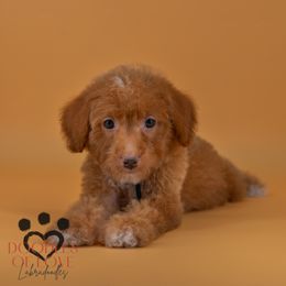 Mister Black - Red male Labradoodle puppy in Travelers Rest, South Carolina from Doodles of Love Labradoodles