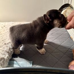 French Bulldog Puppies from TheBullzFoundation