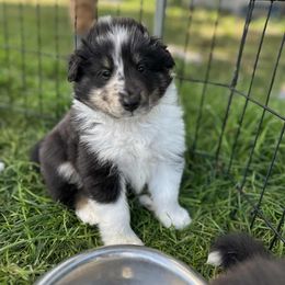 Split Face - Blue merle white and tan male Shetland Sheepdog puppy in New York, New York from GrapeView Shetland Sheepdogs