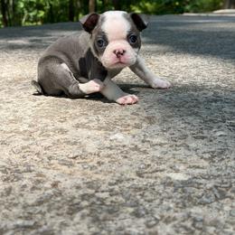 Teddy - Blue male Boston Terrier puppy in Conyers, Georgia from Dixe Hill Dogs