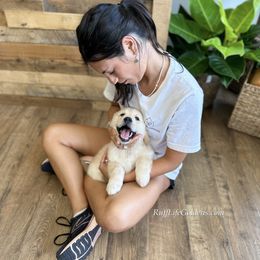 Golden Retriever Puppies from Ruff Life Goldens