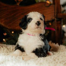Sparkle - Black and white female Sheepadoodle puppy in Vernonia, Oregon from Life Unleashed Farm