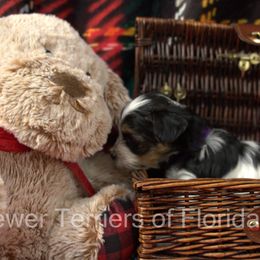 Biewer Terrier Puppies from Biewer Terriers of Florida Dawn
