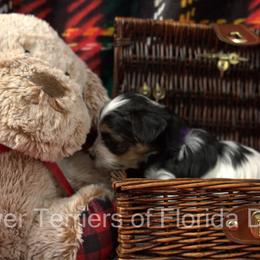 Biewer Terrier Puppies from Biewer Terriers of Florida Dawn
