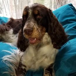 Emiliana - English Springer Spaniel