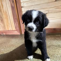 Arrow - Black & white male Australian Shepherd puppy in Newton, Mississippi from Bright Star Aussies