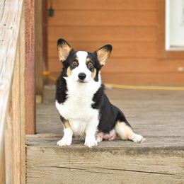 Jan - Pembroke Welsh Corgi