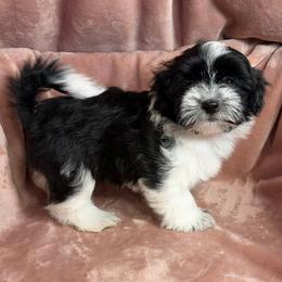 Paisley - Black and white female Havanese puppy in Maryville, Missouri from Dreamworks Havanese