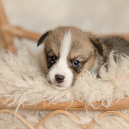 Brown collar Male- S'mores - Sable male Pembroke Welsh Corgi puppy in Waverly Hall, Georgia from 6g Ranch Corgis