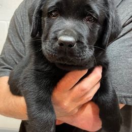 Labrador Retriever Puppies from Larke Lab Kennels