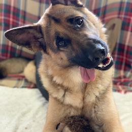 German Shepherd All Grown Up from Angel Oak German Shepherds