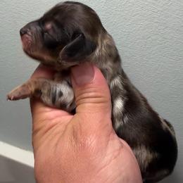 Dapple Female 2 - Dapple female Dachshund puppy in Oswego, Illinois from That Beautiful Dachshund/Frenchies
