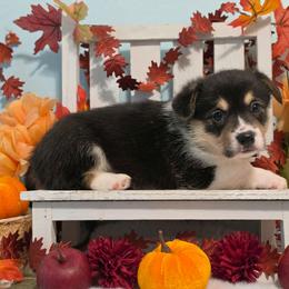 Rocket - Black and tan male Pembroke Welsh Corgi puppy in Austin, Texas from Cutest Corgi's of Austin