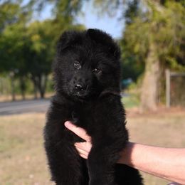 Max - Black male German Shepherd puppy in Azle, Texas from Nuckol's Canines German Shepherds