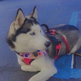 Cali - Siberian Husky