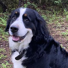 BRIDGETT - Bernese Mountain Dog