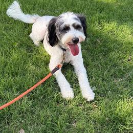 Bella - Bernedoodle