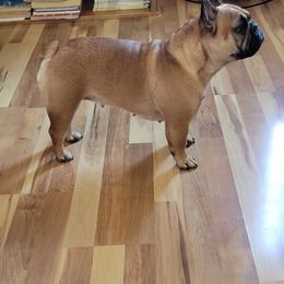 Lola - French Bulldog