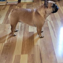 Lola - French Bulldog