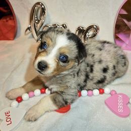 Peppermint - Blue merle female Australian Shepherd puppy in Peach Bottom, Pennsylvania from Arcadia Australian Shepherds