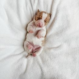 Faith - Red female Bernedoodle puppy in Jackson, Missouri from Pincksten Family Doodles