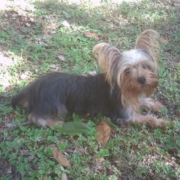 lily - Yorkshire Terrier