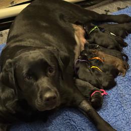 Boy 3 - Black male Labrador Retriever puppy in Williston, Florida from Royal K Labradors