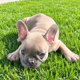 PINK - Blue fawn female French Bulldog puppy in Caldwell, Idaho from Idaho French Bulldogs