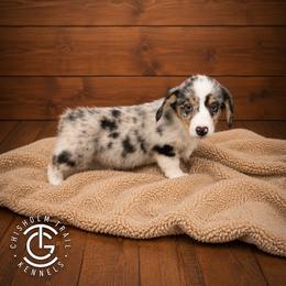 Jax - Blue merle and white male American Corgi puppy in Hico, Texas from Chisholm Trail Kennels