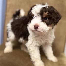 Theo - Bernedoodle