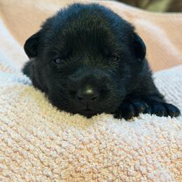 Truffles - Sable female German Shepherd puppy in Ashland, Alabama from CzechDDR