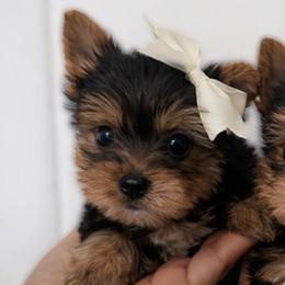 Luna - Black and tan female Yorkshire Terrier puppy in Surprise, Arizona from Enchanted Yorkies