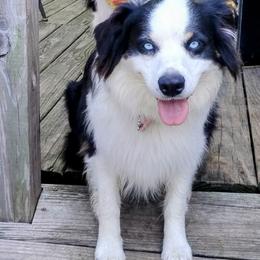 Skye - Australian Shepherd