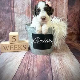 Godiva - Parti female Goldendoodle puppy in from Pink Poodles and Doodles