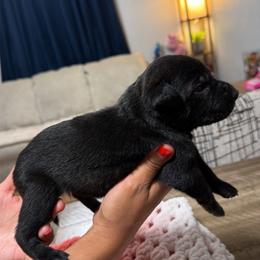 Girl 5 - Black female Xoloitzcuintli puppy in Lakeview, California from Xchaman Xoloitzcuintli