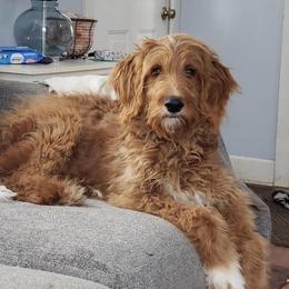 Peaches - Goldendoodle
