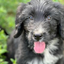 Marge - Black and white female Bernedoodle puppy in Osage City, Kansas from Golden Ridge Goldens